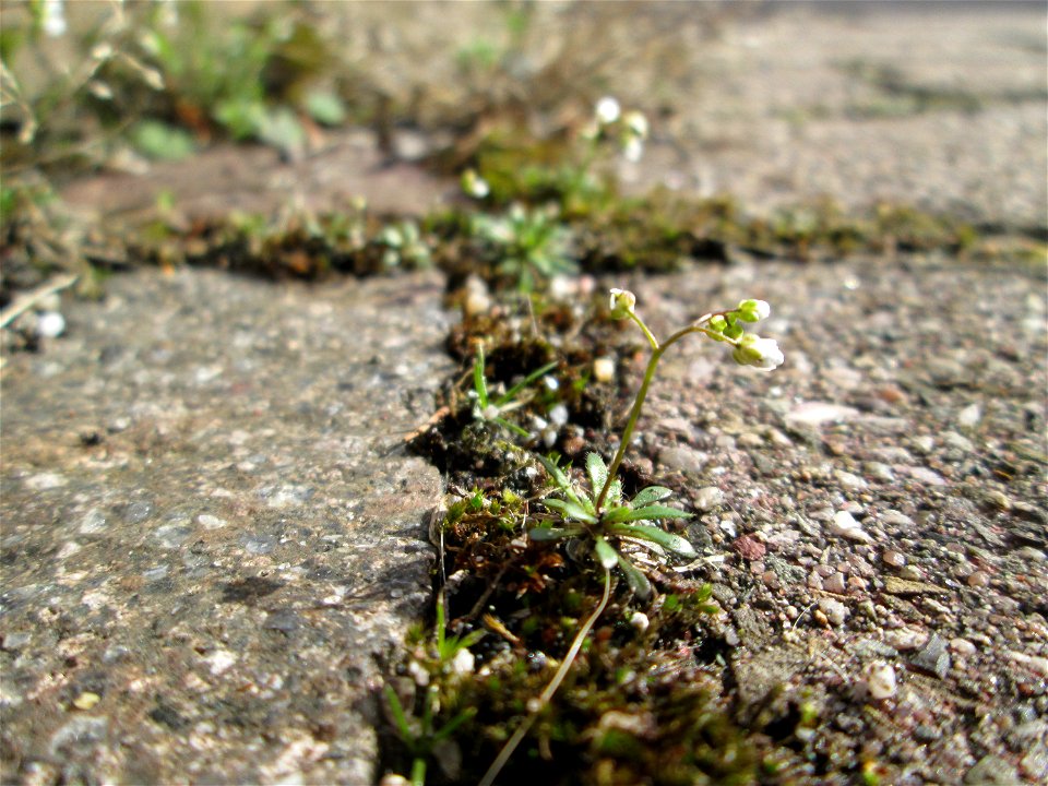 Ritzenbotanik: Frühlings-Hungerblümchen (Draba verna) auf Pflasterstein in Hockenheim
