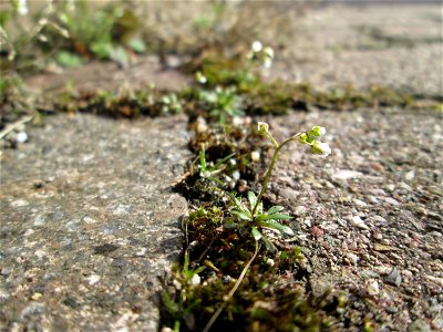 Ritzenbotanik: Frühlings-Hungerblümchen (Draba verna) auf Pflasterstein in Hockenheim