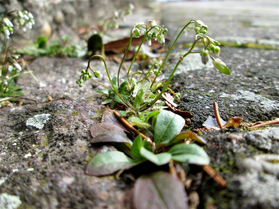 Ritzenbotanik: Frühlings-Hungerblümchen (Draba verna) auf Pflasterstein in Hockenheim