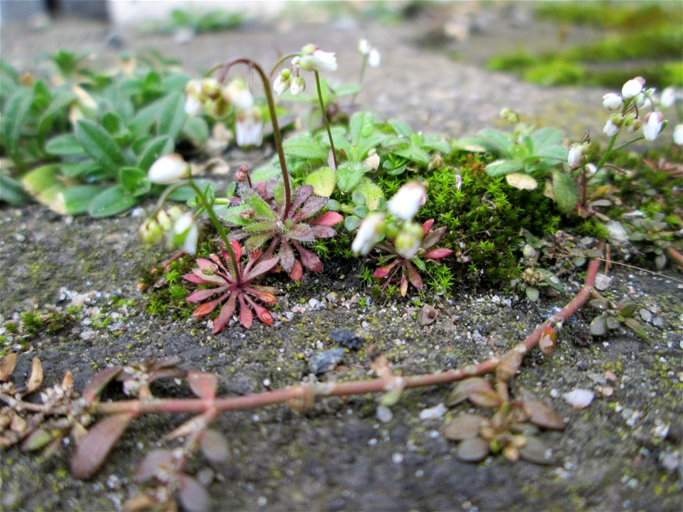 Frühlings-Hungerblümchen (Draba verna) am Bahnhof Hockenheim