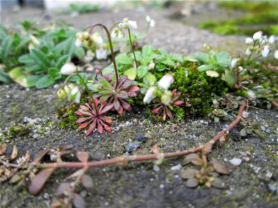 Frühlings-Hungerblümchen (Draba verna) am Bahnhof Hockenheim