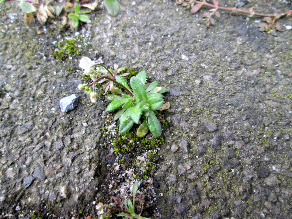 Frühlings-Hungerblümchen (Draba verna) am Bahnhof Hockenheim