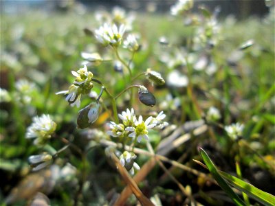 Frühlings-Hungerblümchen (Draba verna) an der Metzer Straße in Alt-Saarbrücken