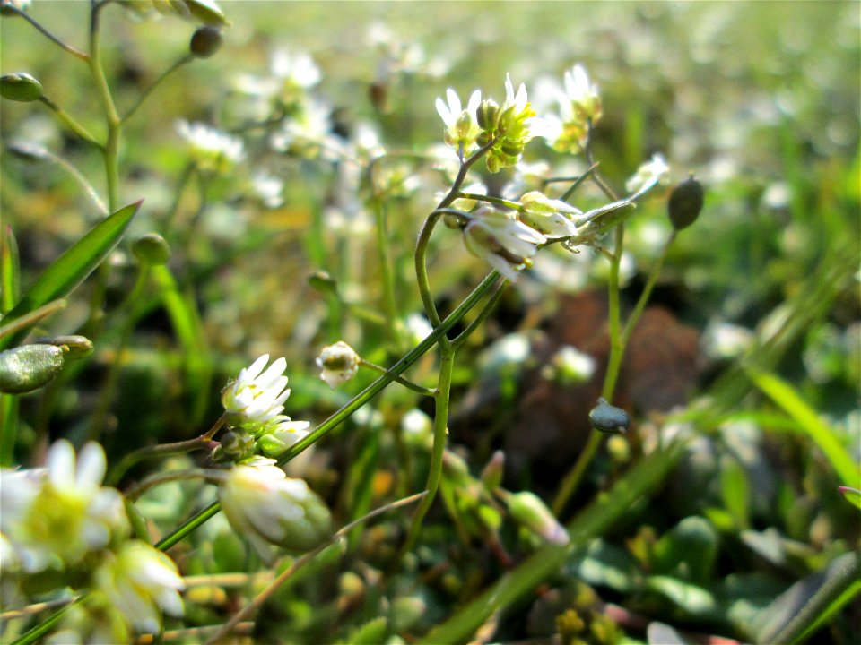 Frühlings-Hungerblümchen (Draba verna) an der Metzer Straße in Alt-Saarbrücken