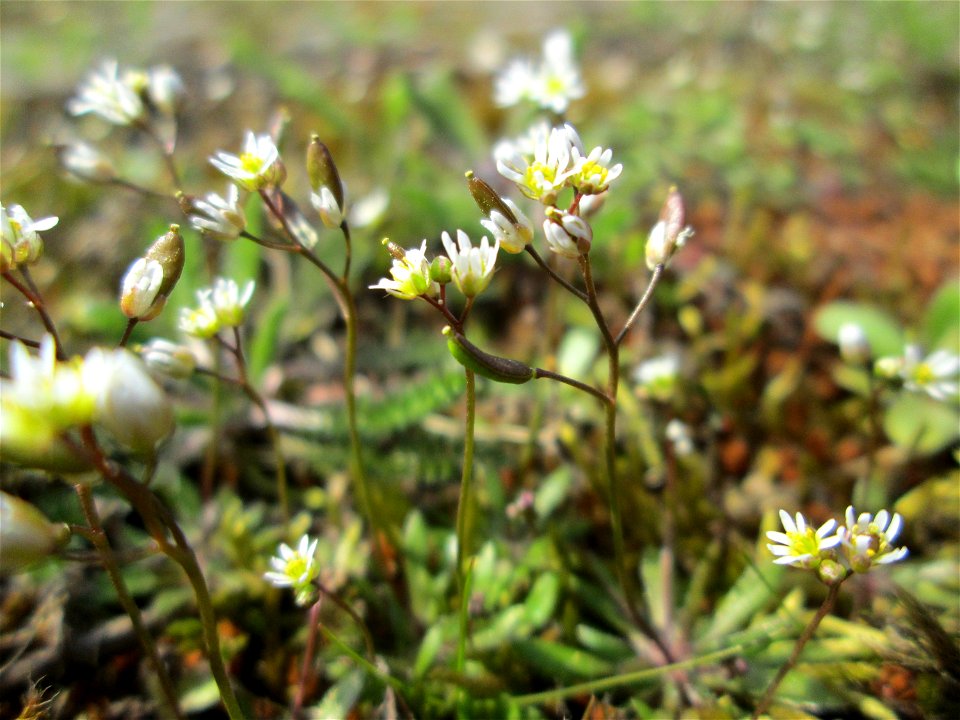Frühlings-Hungerblümchen (Draba verna) an der A620 in Alt-Saarbrücken