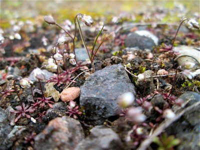 Frühlings-Hungerblümchen (Draba verna) am Bahnhof Bruchmühlbach-Miesau