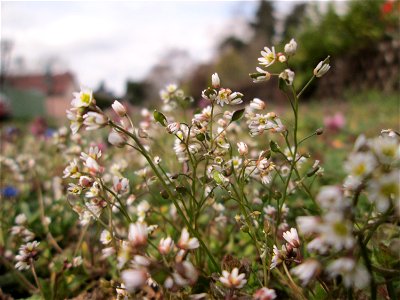 Frühlings-Hungerblümchen (Draba verna) in Hockenheim
