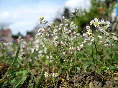 Frühlings-Hungerblümchen (Draba verna) in Hockenheim