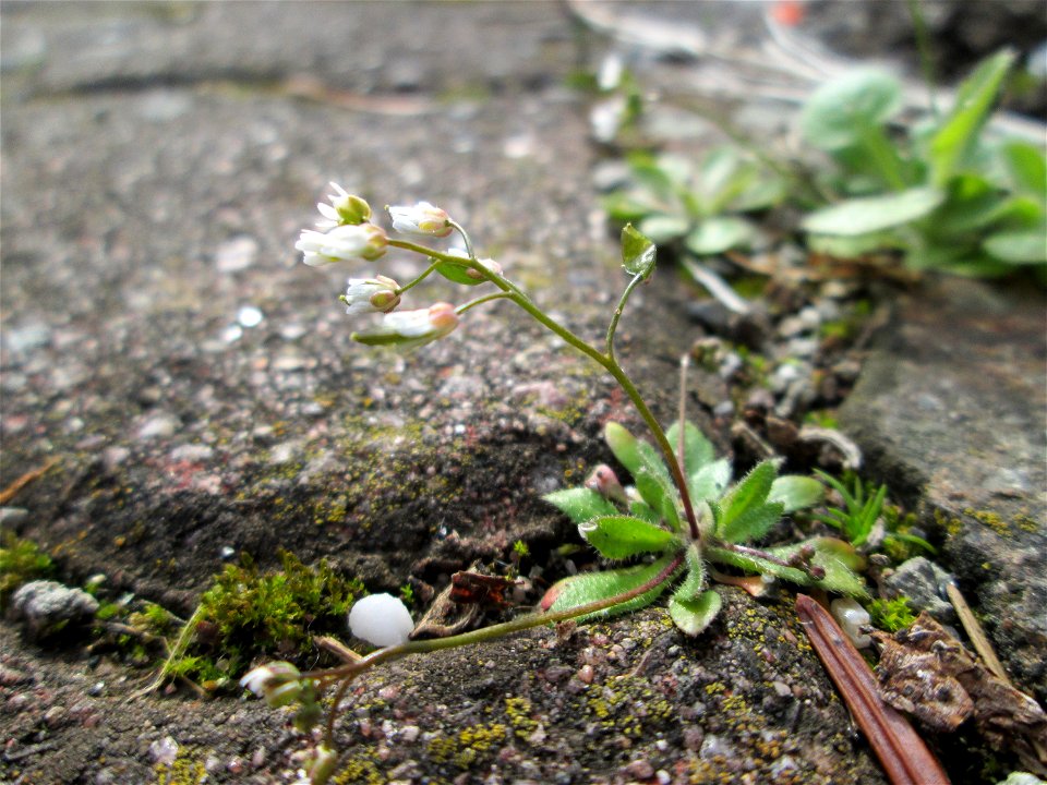 Ritzenbotanik: Frühlings-Hungerblümchen (Draba verna) in Hockenheim