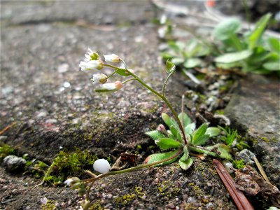 Ritzenbotanik: Frühlings-Hungerblümchen (Draba verna) in Hockenheim