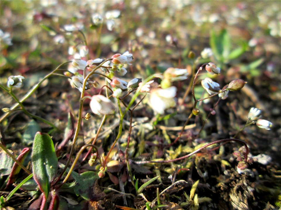 Frühlings-Hungerblümchen (Draba verna) in Hockenheim - bildet einen weißen Flaum auf Wiesen