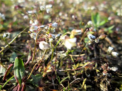 Frühlings-Hungerblümchen (Draba verna) in Hockenheim - bildet einen weißen Flaum auf Wiesen