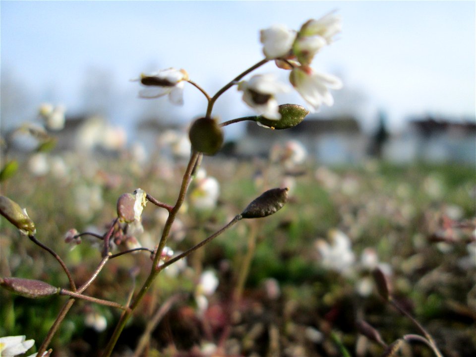 Frühlings-Hungerblümchen (Draba verna) in Hockenheim