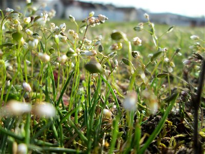 Frühlings-Hungerblümchen (Draba verna) in Hockenheim
