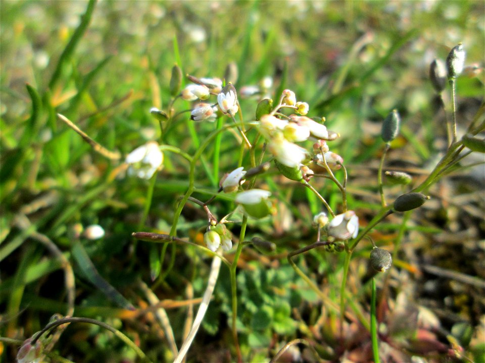 Frühlings-Hungerblümchen (Draba verna) in Hockenheim