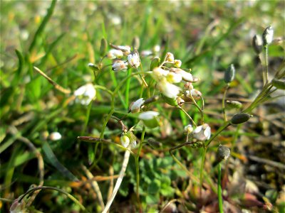 Frühlings-Hungerblümchen (Draba verna) in Hockenheim