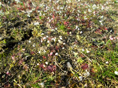 Frühlings-Hungerblümchen (Draba verna) in Hockenheim - bildet einen weißen Flaum auf Wiesen
