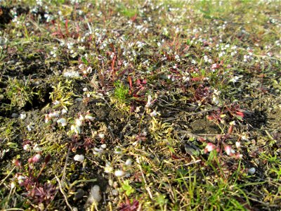 Frühlings-Hungerblümchen (Draba verna) in Hockenheim - bildet einen weißen Flaum auf Wiesen