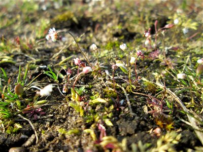 Frühlings-Hungerblümchen (Draba verna) in Hockenheim - bildet einen weißen Flaum auf Wiesen