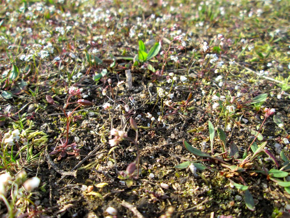 Frühlings-Hungerblümchen (Draba verna) in Hockenheim - bildet einen weißen Flaum auf Wiesen