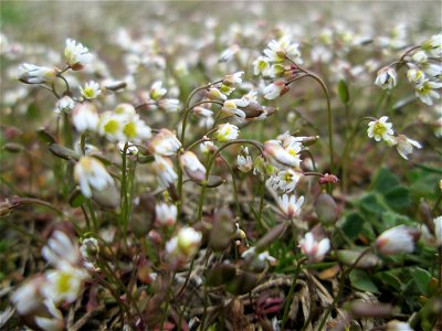 Frühlings-Hungerblümchen (Draba verna) in Hockenheim