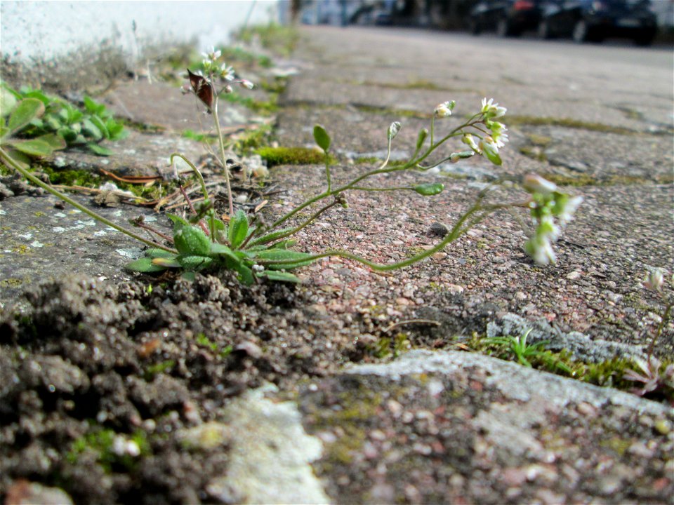 Ritzenbotanik: Frühlings-Hungerblümchen (Draba verna) in Hockenheim