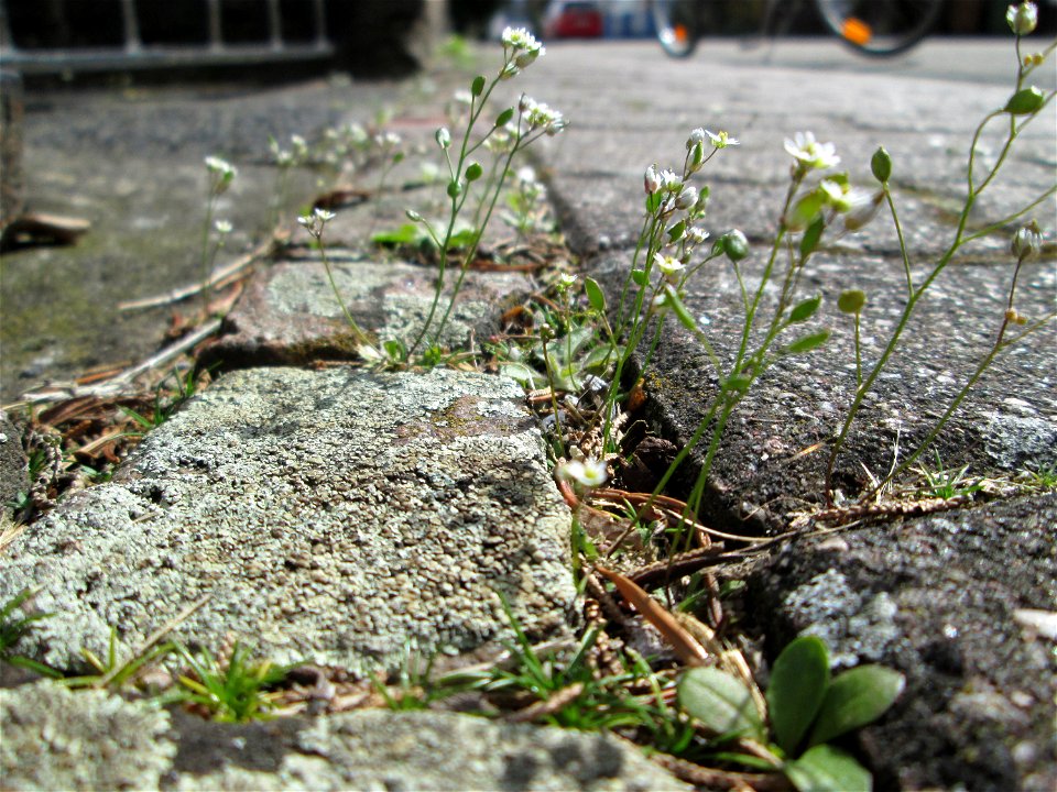 Ritzenbotanik: Frühlings-Hungerblümchen (Draba verna) auf Pflasterstein in Hockenheim