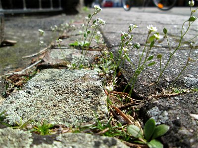 Ritzenbotanik: Frühlings-Hungerblümchen (Draba verna) auf Pflasterstein in Hockenheim