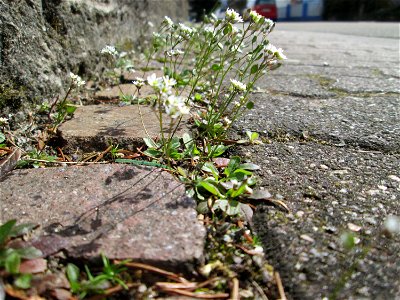 Ritzenbotanik: Frühlings-Hungerblümchen (Draba verna) auf Pflasterstein in Hockenheim