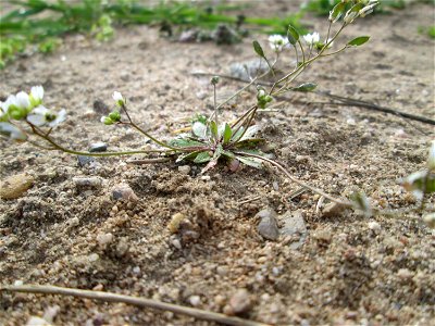 Frühlings-Hungerblümchen (Draba verna) auf offener Sandfläche in Hockenheim-Talhaus