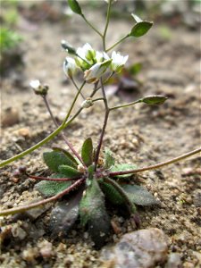Frühlings-Hungerblümchen (Draba verna) auf offener Sandfläche in Hockenheim-Talhaus