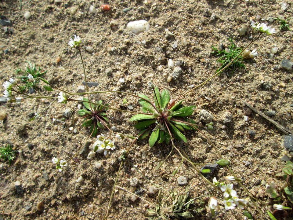 Frühlings-Hungerblümchen (Draba verna) auf offener Sandfläche in Hockenheim-Talhaus