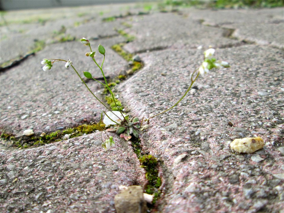 Ritzenbotanik: Frühlings-Hungerblümchen (Draba verna) im Gartenschaupark Hockenheim