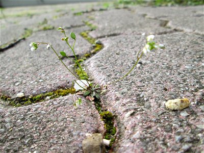 Ritzenbotanik: Frühlings-Hungerblümchen (Draba verna) im Gartenschaupark Hockenheim