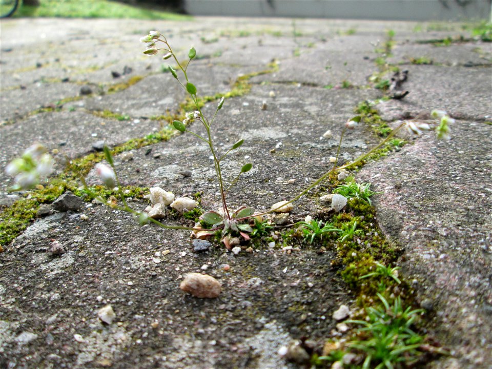 Ritzenbotanik: Frühlings-Hungerblümchen (Draba verna) im Gartenschaupark Hockenheim