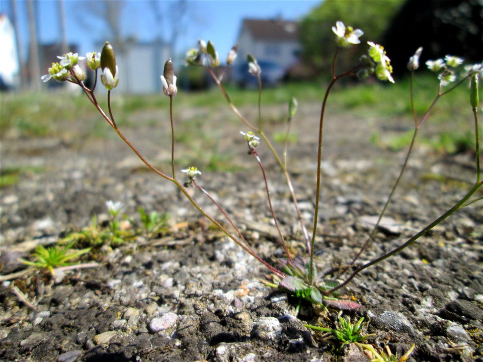 Frühlings-Hungerblümchen (Draba verna) auf einer halboffenen Sandfläche in Hockenheim