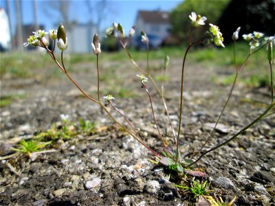 Frühlings-Hungerblümchen (Draba verna) auf einer halboffenen Sandfläche in Hockenheim