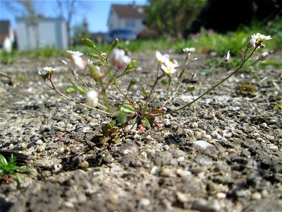 Frühlings-Hungerblümchen (Draba verna) auf einer halboffenen Sandfläche in Hockenheim