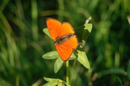 Butterfly spring Free photos photo