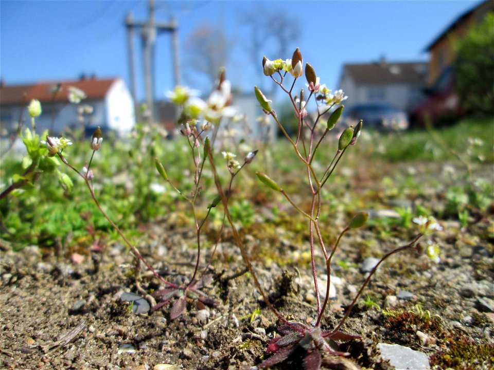 Frühlings-Hungerblümchen (Draba verna) auf einer halboffenen Sandfläche in Hockenheim