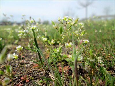 Frühlings-Hungerblümchen (Draba verna) auf einer Parkplatz-Wiese in Hockenheim