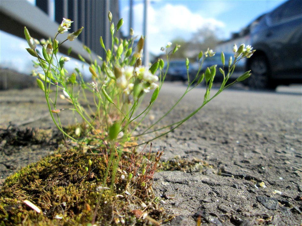 Ritzenbotanik: Frühlings-Hungerblümchen (Draba verna) oberhalb der A620 in Alt-Saarbrücken