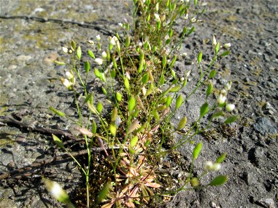 Ritzenbotanik: Frühlings-Hungerblümchen (Draba verna) oberhalb der A620 in Alt-Saarbrücken