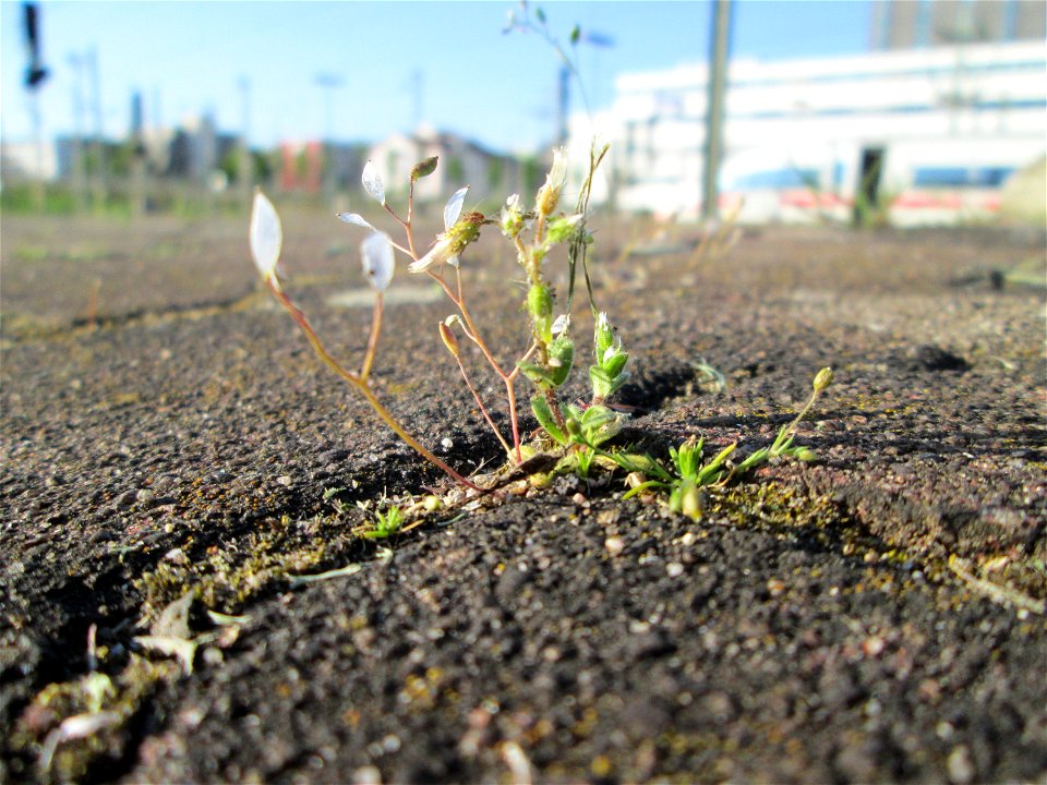 Ritzenbotaik: Frühlings-Hungerblümchen (Draba verna) am Hauptbahnhof Mannheim