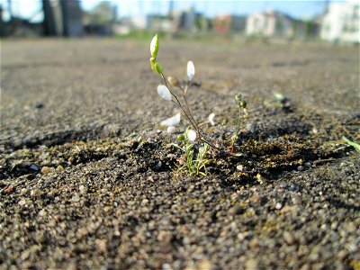 Ritzenbotaik: Frühlings-Hungerblümchen (Draba verna) am Hauptbahnhof Mannheim