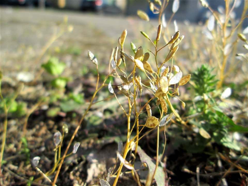 Ritzen-Botanik: Frühlings-Hungerblümchen (Draba verna) in Hockenheim