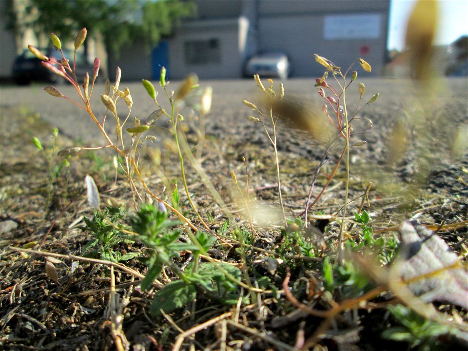 Ritzen-Botanik: Frühlings-Hungerblümchen (Draba verna) in Hockenheim