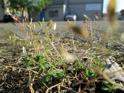 Ritzen-Botanik: Frühlings-Hungerblümchen (Draba verna) in Hockenheim