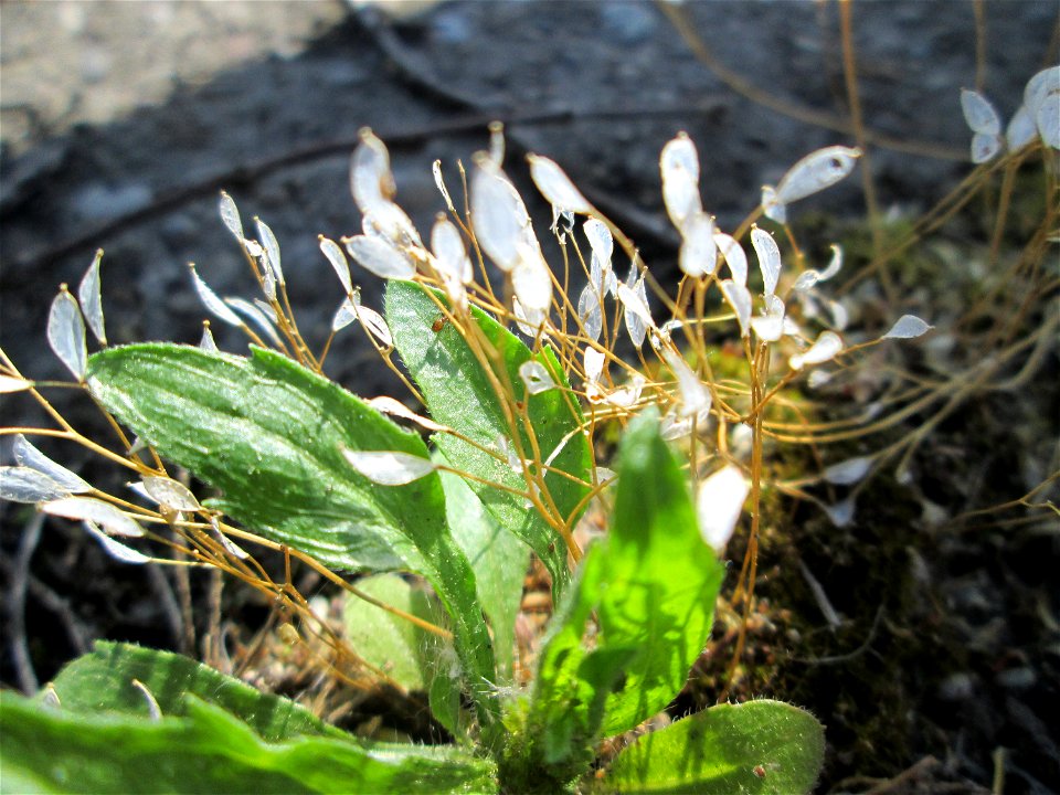 Ritzenbotanik: Frühlings-Hungerblümchen (Draba verna) oberhalb der A620 in Alt-Saarbrücken