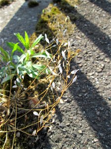 Ritzenbotanik: Frühlings-Hungerblümchen (Draba verna) oberhalb der A620 in Alt-Saarbrücken